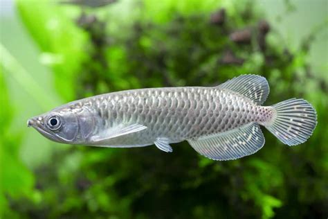 aaral fish|Arowana .